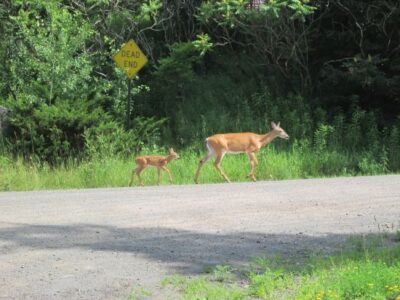 Deerculture Image